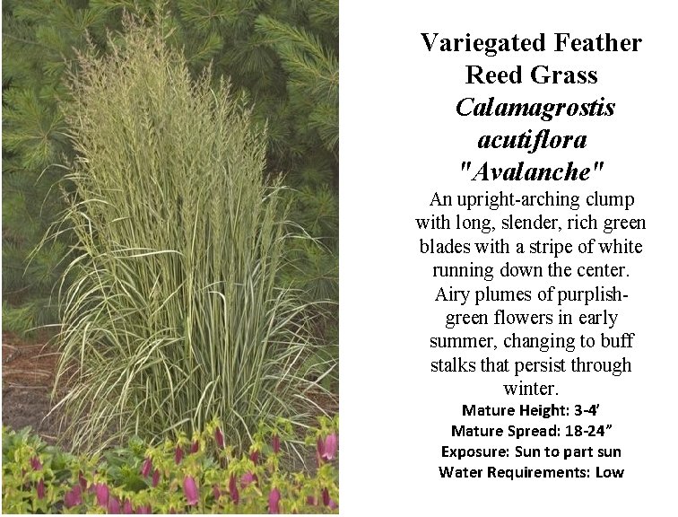 Variegated Feather Reed Grass Calamagrostis acutiflora "Avalanche" An upright-arching clump with long, slender, rich