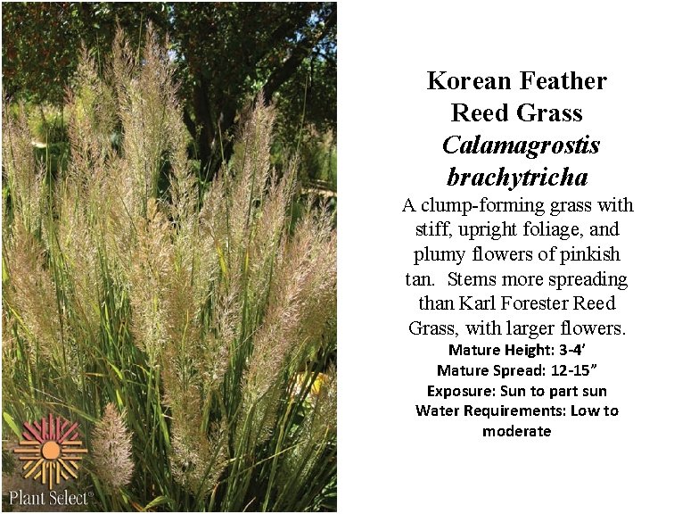 Korean Feather Reed Grass Calamagrostis brachytricha A clump-forming grass with stiff, upright foliage, and