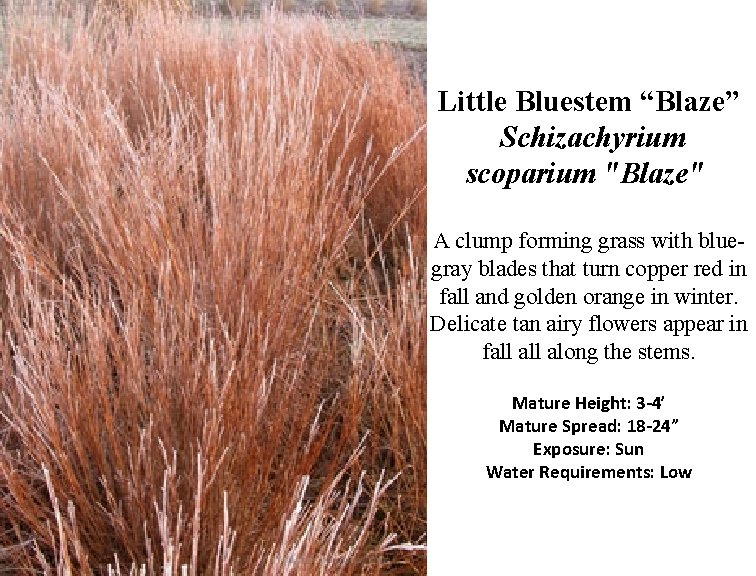 Little Bluestem “Blaze” Schizachyrium scoparium "Blaze" A clump forming grass with bluegray blades that