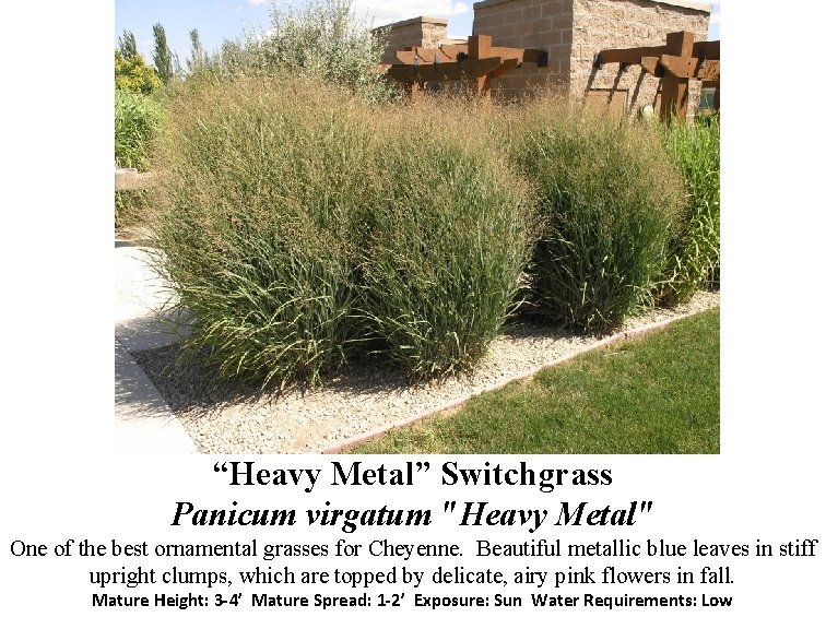 “Heavy Metal” Switchgrass Panicum virgatum "Heavy Metal" One of the best ornamental grasses for