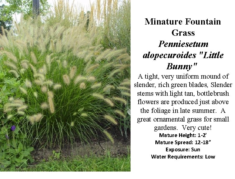 Minature Fountain Grass Penniesetum alopecuroides "Little Bunny" A tight, very uniform mound of slender,