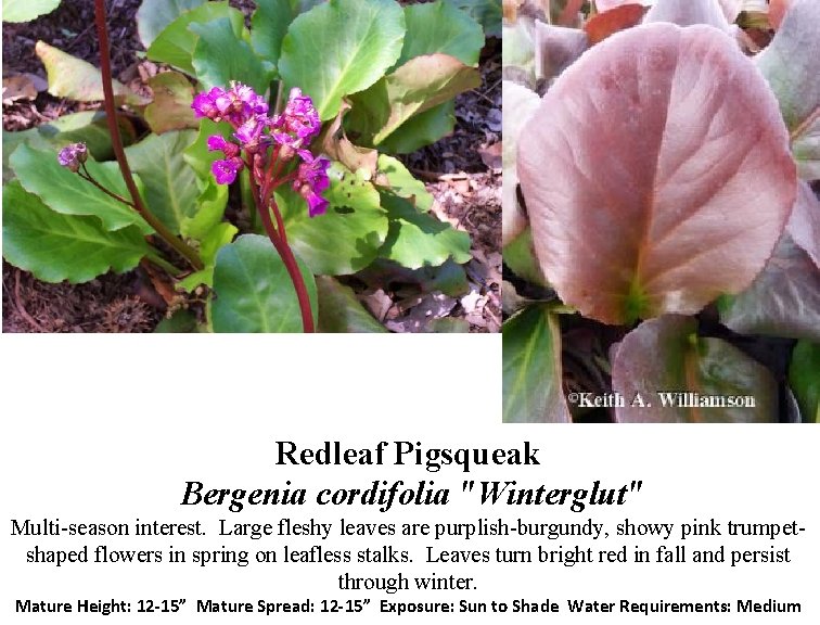 Redleaf Pigsqueak Bergenia cordifolia "Winterglut" Multi-season interest. Large fleshy leaves are purplish-burgundy, showy pink