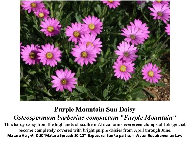 Purple Mountain Sun Daisy Osteospermum barberiae compactum "Purple Mountain“ This hardy daisy from the