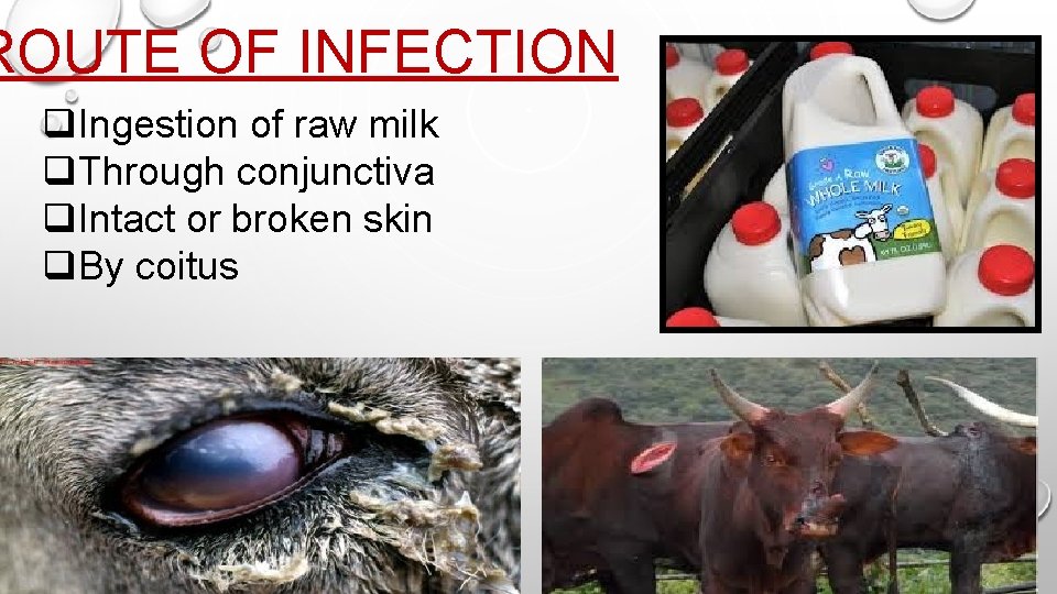 ROUTE OF INFECTION q. Ingestion of raw milk q. Through conjunctiva q. Intact or