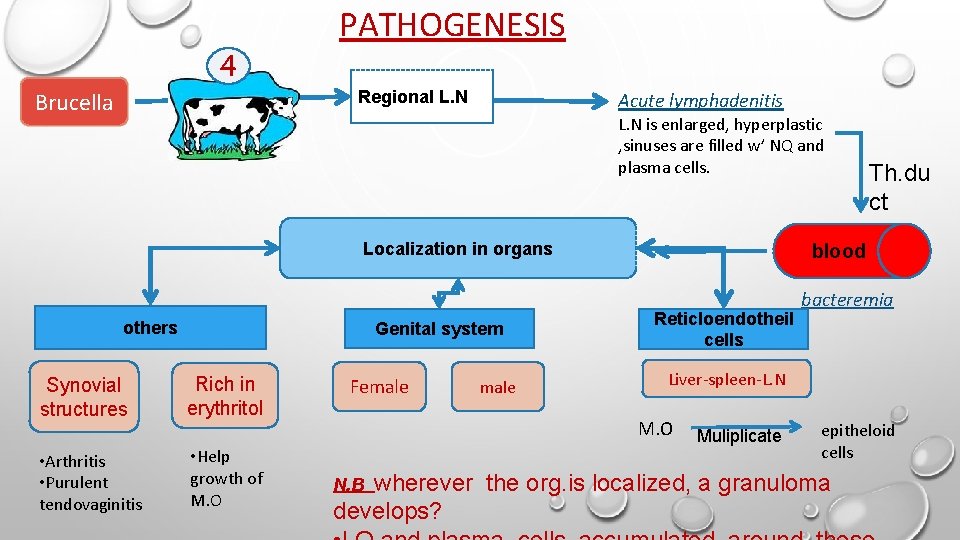 4 Brucella PATHOGENESIS Regional L. N Acute lymphadenitis L. N is enlarged, hyperplastic ,