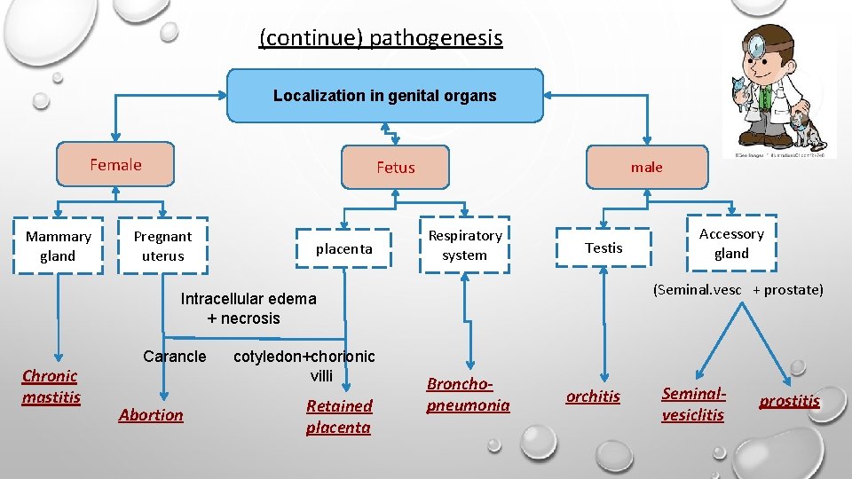 (continue) pathogenesis Localization in genital organs Female Mammary gland Fetus Pregnant uterus placenta male