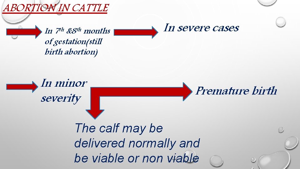 ABORTION IN CATTLE In 7 th &8 th months of gestation(still birth abortion) In