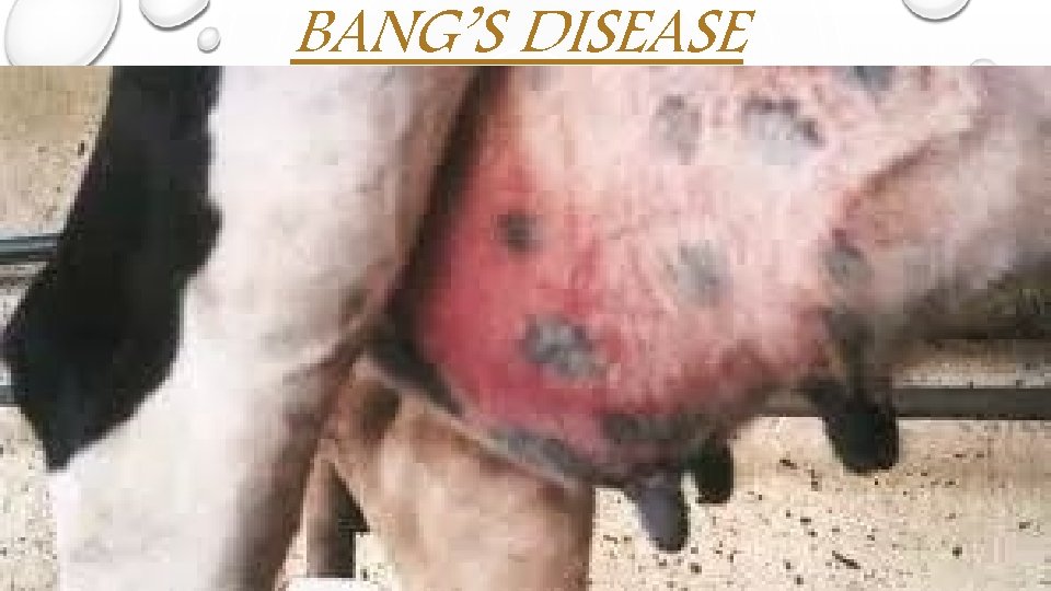 BANG’S DISEASE 