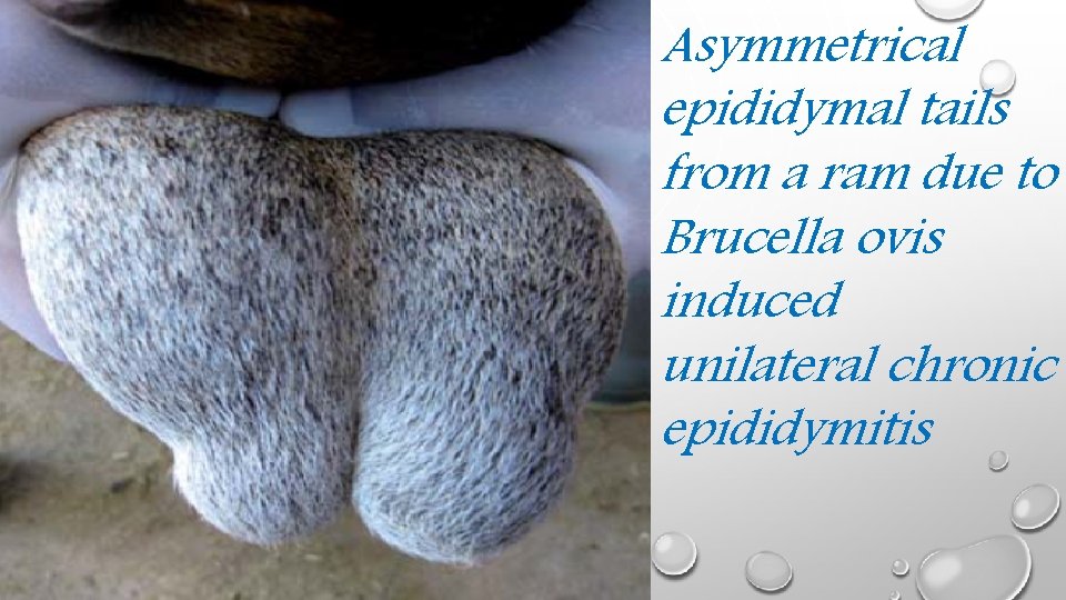 Asymmetrical epididymal tails from a ram due to Brucella ovis induced unilateral chronic epididymitis