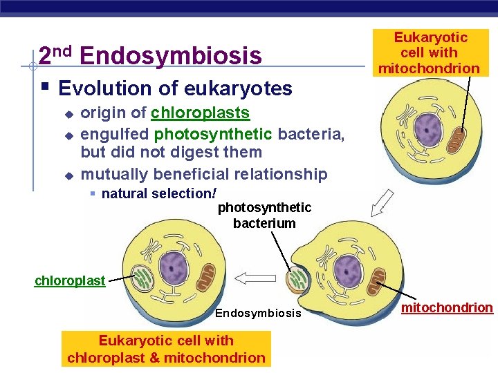 2 nd Endosymbiosis § Evolution of eukaryotes u u u Eukaryotic cell with mitochondrion