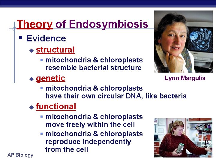 Theory of Endosymbiosis § Evidence u structural § mitochondria & chloroplasts resemble bacterial structure
