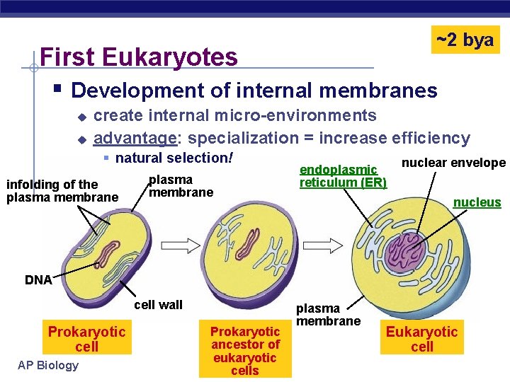 ~2 bya First Eukaryotes § Development of internal membranes u u create internal micro-environments