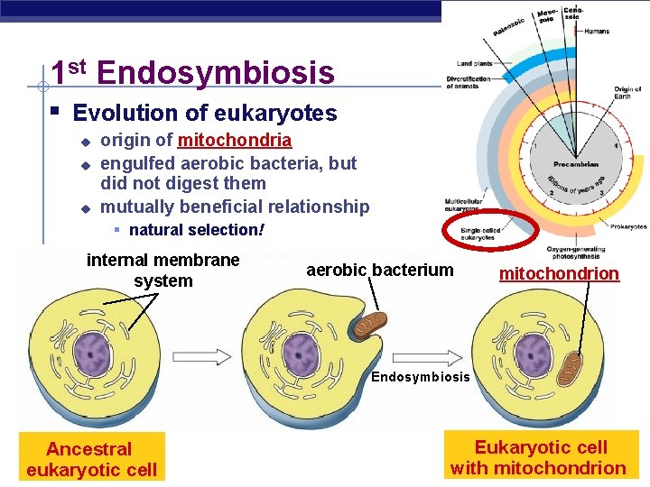 1 st Endosymbiosis § Evolution of eukaryotes u u u origin of mitochondria engulfed