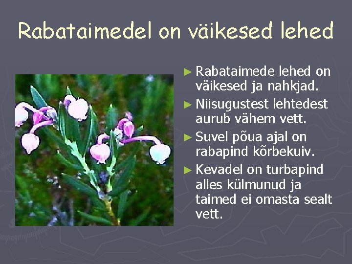 Rabataimedel on väikesed lehed ► Rabataimede lehed on väikesed ja nahkjad. ► Niisugustest lehtedest