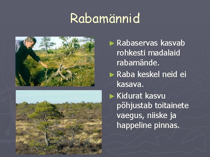 Rabamännid ► Rabaservas kasvab rohkesti madalaid rabamände. ► Raba keskel neid ei kasava. ►