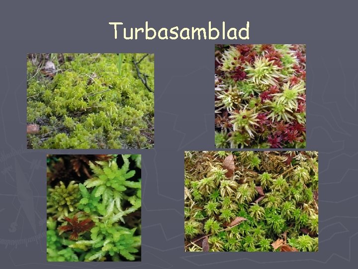 Turbasamblad 