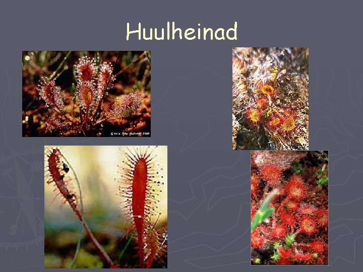 Huulheinad 