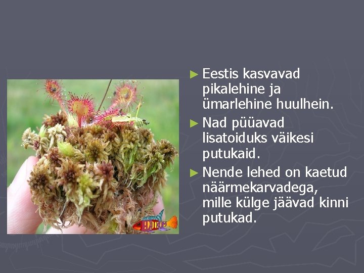 ► Eestis kasvavad pikalehine ja ümarlehine huulhein. ► Nad püüavad lisatoiduks väikesi putukaid. ►