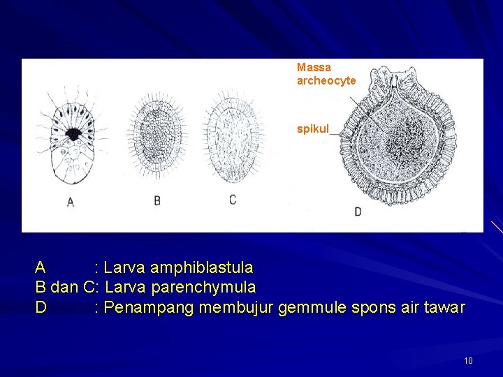 Massa archeocyte spikul A : Larva amphiblastula B dan C: Larva parenchymula D :