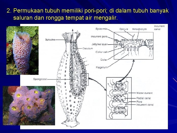 2. Permukaan tubuh memiliki pori-pori; di dalam tubuh banyak saluran dan rongga tempat air