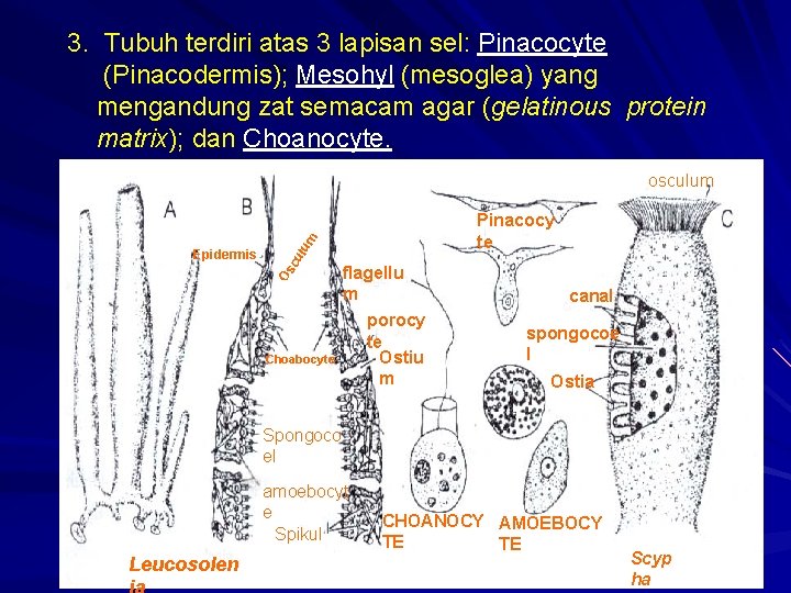 3. Tubuh terdiri atas 3 lapisan sel: Pinacocyte (Pinacodermis); Mesohyl (mesoglea) yang mengandung zat