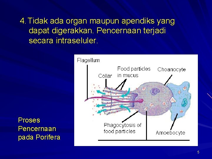4. Tidak ada organ maupun apendiks yang dapat digerakkan. Pencernaan terjadi secara intraseluler. Proses