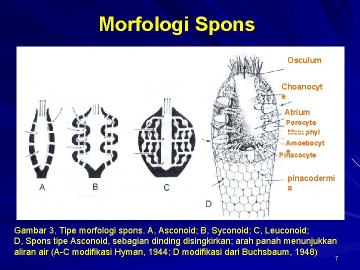 Morfologi Spons Osculum Choanocyt e Atrium Porocyte Mesophyl Amoebocyt e Pinacocyte pinacodermi a Gambar