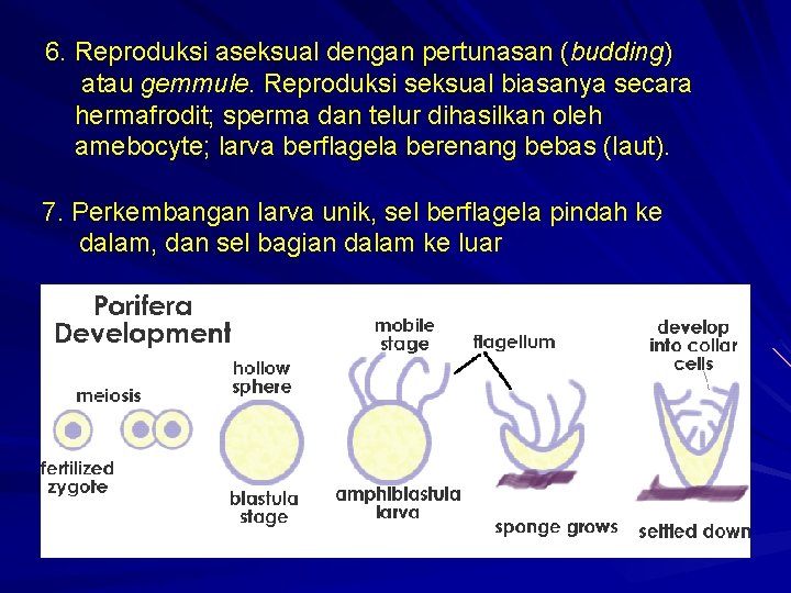 6. Reproduksi aseksual dengan pertunasan (budding) atau gemmule. Reproduksi seksual biasanya secara hermafrodit; sperma