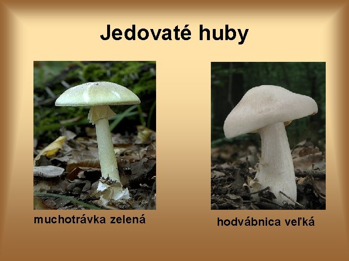 Jedovaté huby muchotrávka zelená hodvábnica veľká 