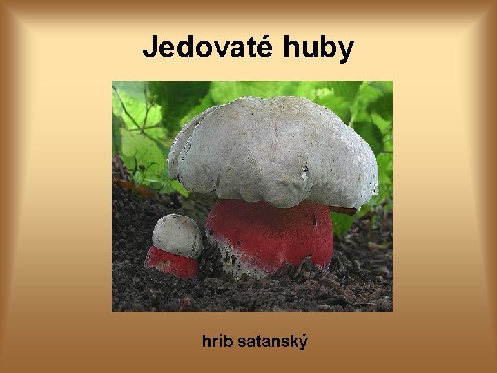 Jedovaté huby hríb satanský 