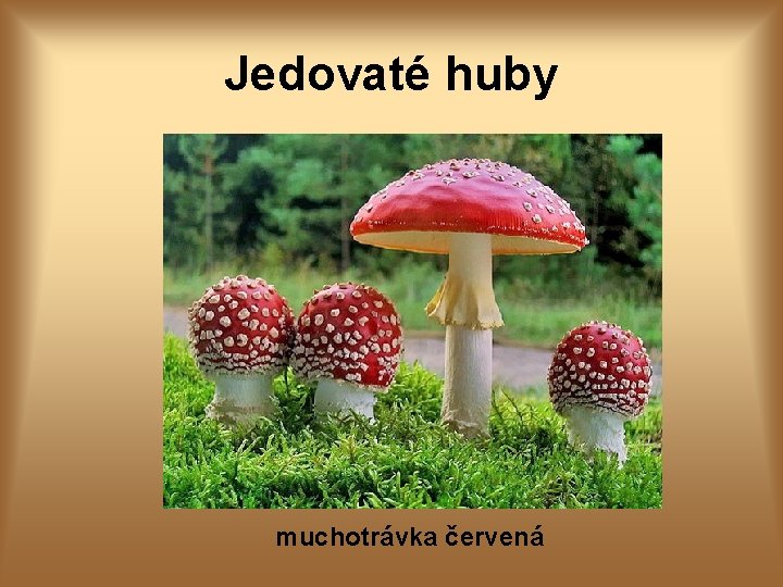 Jedovaté huby muchotrávka červená 