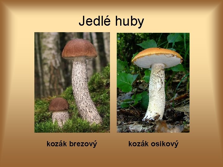 Jedlé huby kozák brezový kozák osikový 