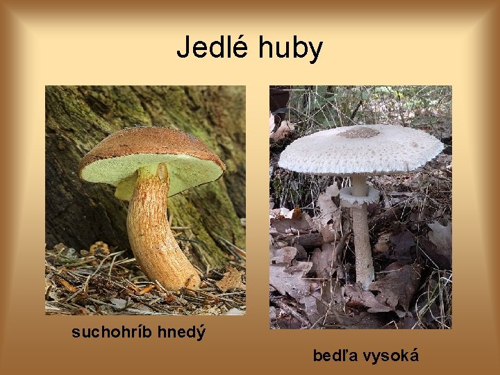 Jedlé huby suchohríb hnedý bedľa vysoká 