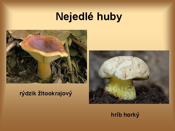 Nejedlé huby rýdzik žltookrajový hríb horký 