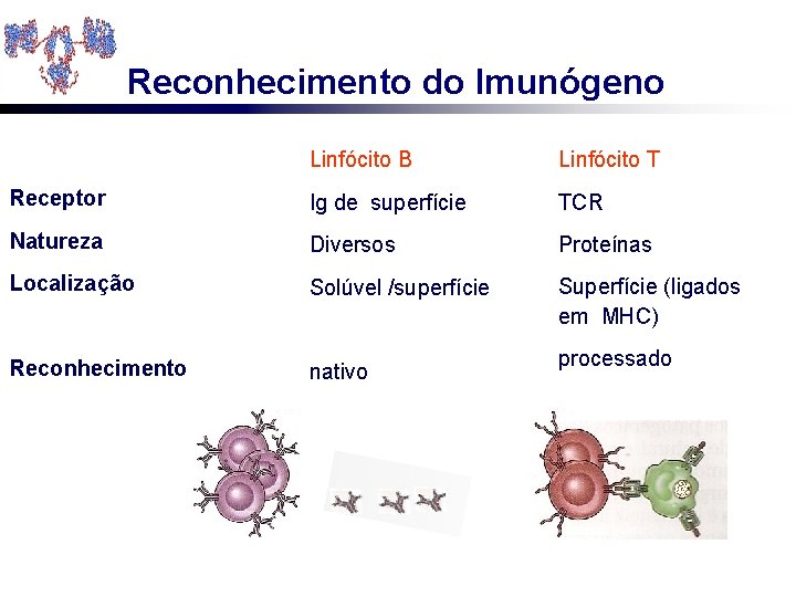 Reconhecimento do Imunógeno Linfócito B Linfócito T Receptor Ig de superfície TCR Natureza Diversos