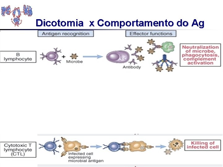 Dicotomia x Comportamento do Ag 