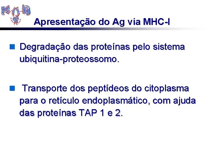 Apresentação do Ag via MHC-I n Degradação das proteínas pelo sistema ubiquitina-proteossomo. n Transporte