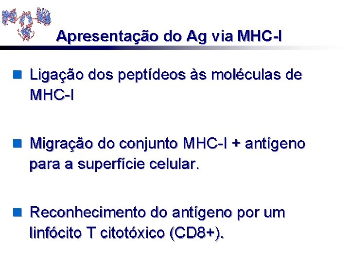 Apresentação do Ag via MHC-I n Ligação dos peptídeos às moléculas de MHC-I n