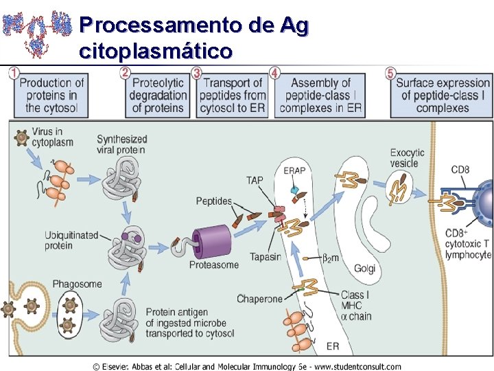 Processamento de Ag citoplasmático 