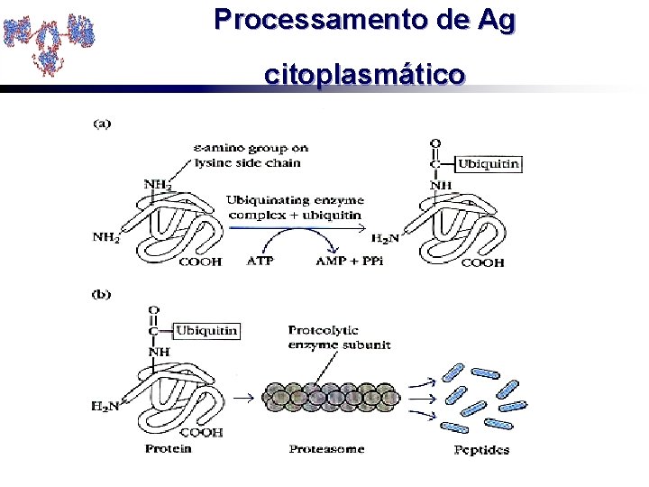 Processamento de Ag citoplasmático 