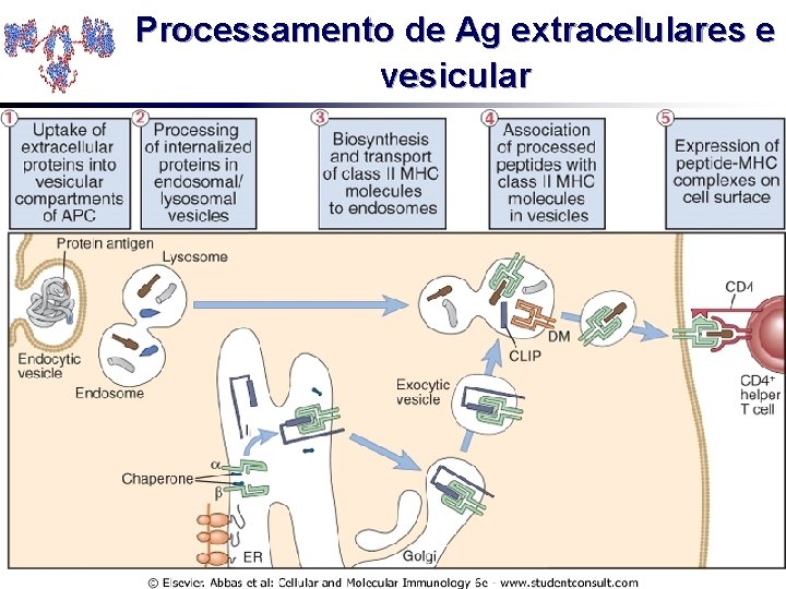 Processamento de Ag extracelulares e vesicular 