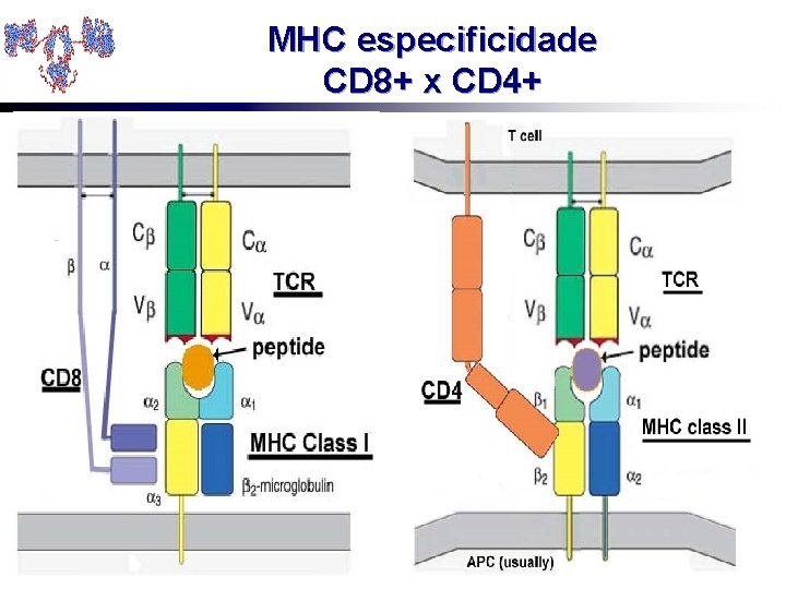 MHC especificidade CD 8+ x CD 4+ 