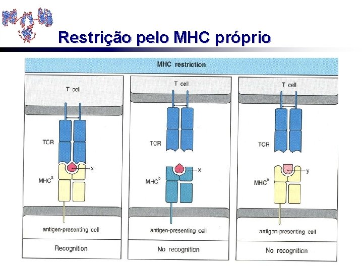 Restrição pelo MHC próprio 