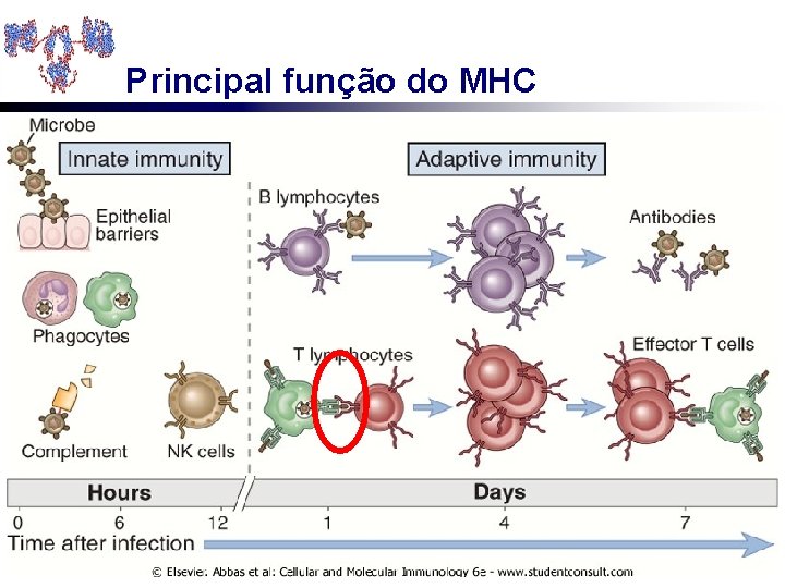 Principal função do MHC 