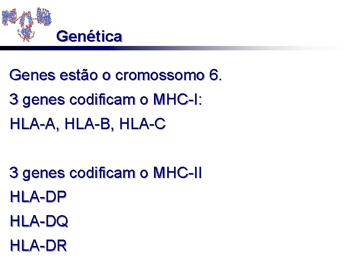 Genética Genes estão o cromossomo 6. 3 genes codificam o MHC-I: HLA-A, HLA-B, HLA-C