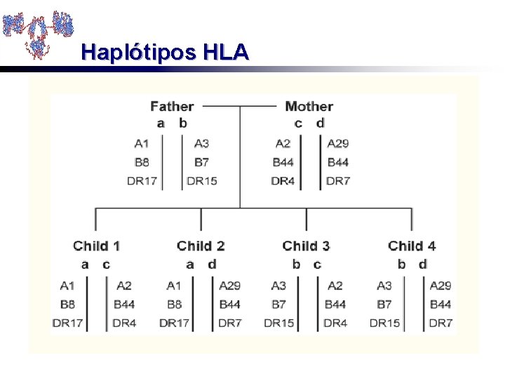 Haplótipos HLA 