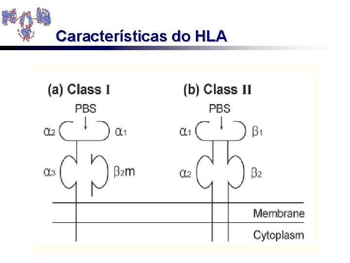 Características do HLA 