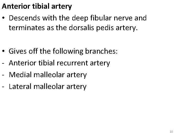 Anterior tibial artery • Descends with the deep fibular nerve and terminates as the