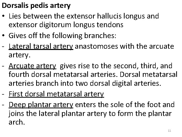 Dorsalis pedis artery • Lies between the extensor hallucis longus and extensor digitorum longus