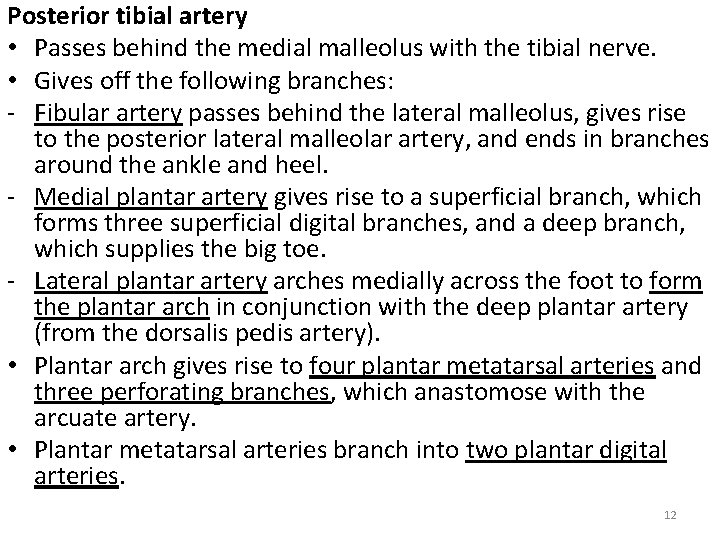 Posterior tibial artery • Passes behind the medial malleolus with the tibial nerve. •